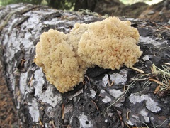 Hericium abietis