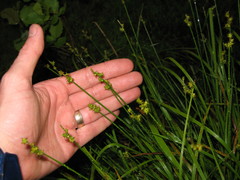 Carex wiegandii