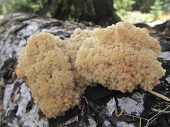 Hericium abietis