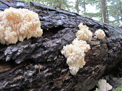 Hericium abietis