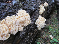 Hericium abietis