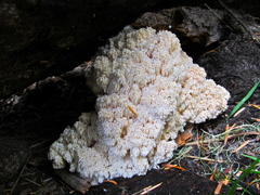 Hericium abietis