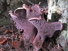 Hydnellum fuscoindicum