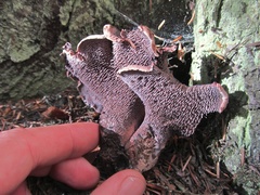 Hydnellum fuscoindicum