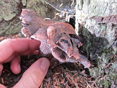 Hydnellum fuscoindicum