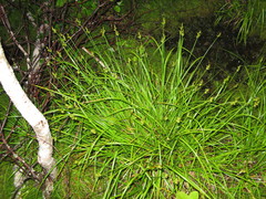 Carex wiegandii