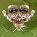 Brenthiinae - Photo (c) skitterbug,  זכויות יוצרים חלקיות (CC BY), הועלה על ידי skitterbug