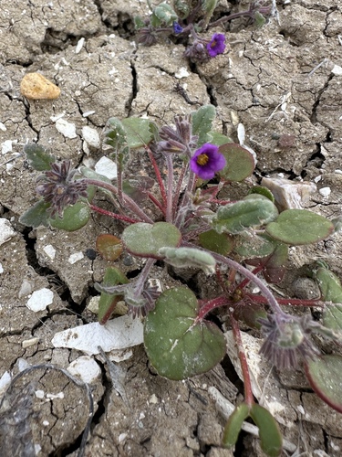 naked-stemmed phacelia (Phacelia gymnoclada)