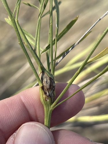 Unknown species found near Cedar Hill State Park, Cedar Hill, TX, US
