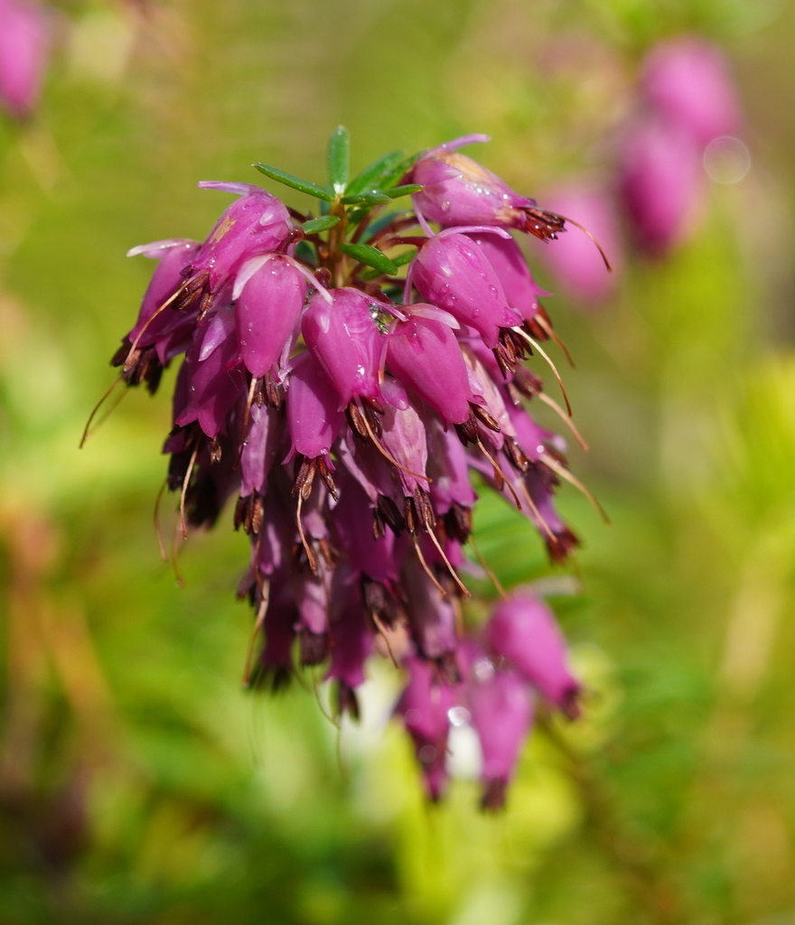 Erica carnea