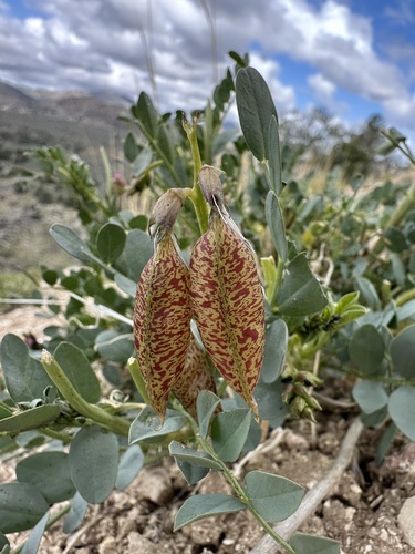 Egg Milkvetch (Astragalus oophorus)