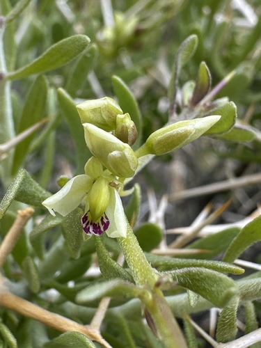 intermountain milkwort (Rhinotropis intermontana)