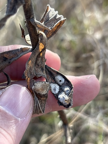 Unknown species found near Cedar Hill State Park, Cedar Hill, TX, US