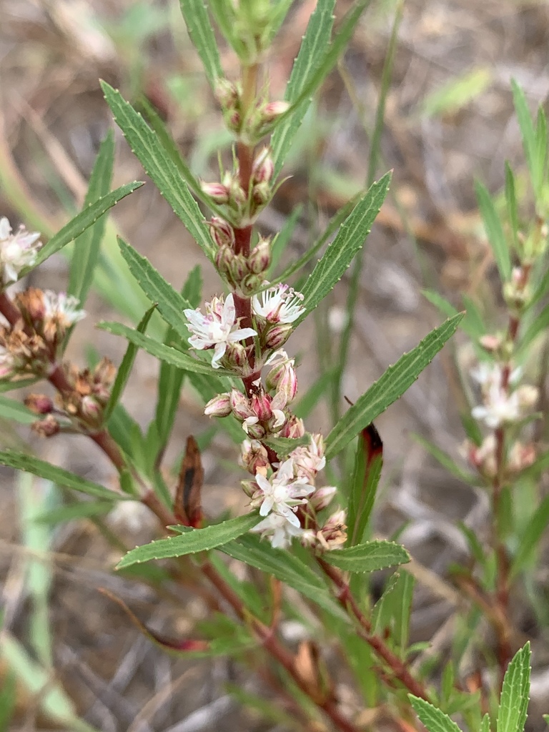 Bergia decumbens
