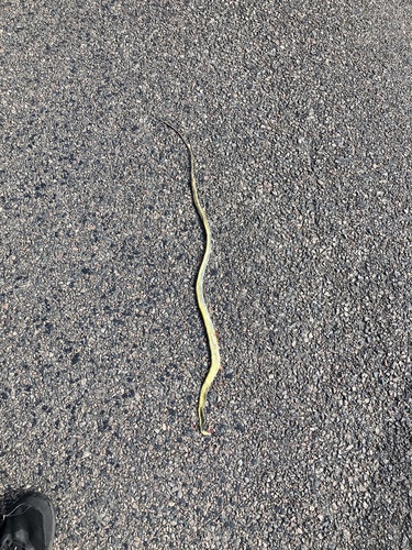 Common Tree Snake sighting