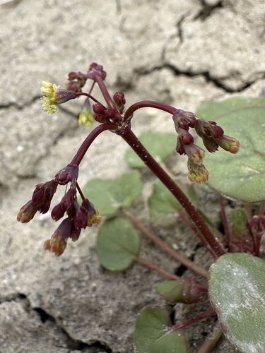 Redstem Buckwheat (Eriogonum rubricaule)
