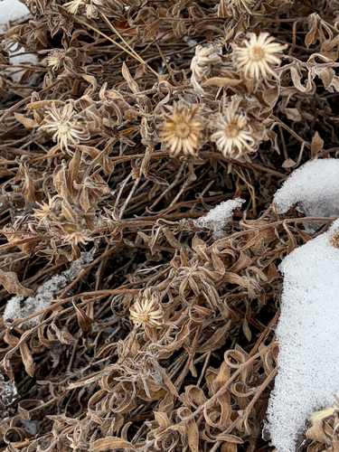 alpine golden-aster (Heterotheca pumila)