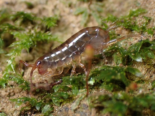 Arcitalitrus dorrieni (Hunt, 1925)