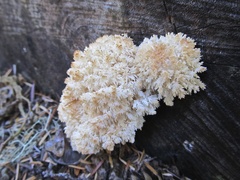 Hericium abietis