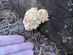 Hericium abietis