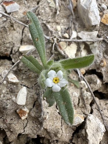 great basin popcornflower (Amsinckiopsis kingii)