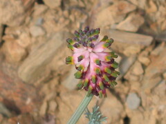 Platycapnos spicata
