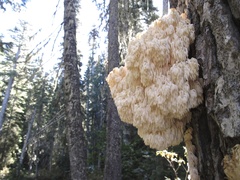 Hericium abietis