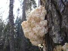 Hericium abietis