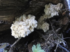 Hericium abietis