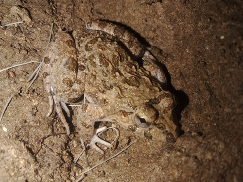 Fejervarya limnocharis