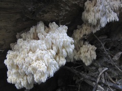 Hericium abietis