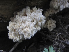Hericium abietis