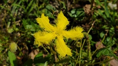 Nymphoides geminata
