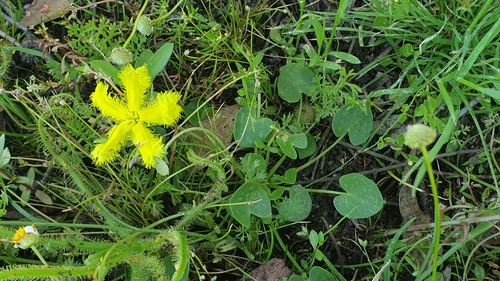 Nymphoides geminata, photograph 2