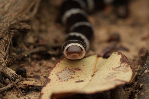 Eastern Bandy Bandy sighting