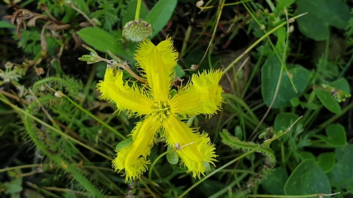 Marshwort (Nymphoides geminata)