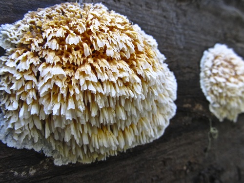 Pycnoporellus alboluteus