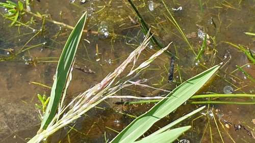 Pseudoraphis spinescens observed 2025-09-30