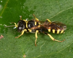 Crossocerus nitidiventris