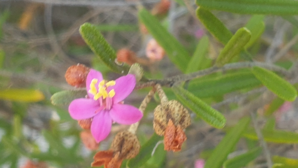 Phebalium nottii; photograph (c) Andrew Thornhill, some rights reserved (CC BY)
