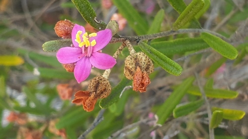 Phebalium nottii, photograph 6