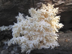 Hericium abietis