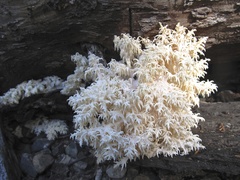 Hericium abietis