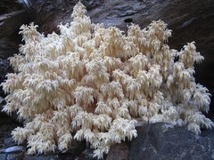 Hericium abietis