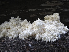 Hericium abietis