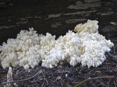 Hericium abietis