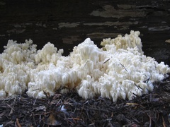 Hericium abietis