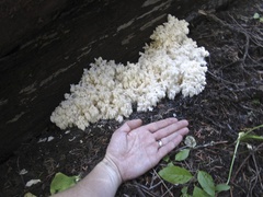 Hericium abietis