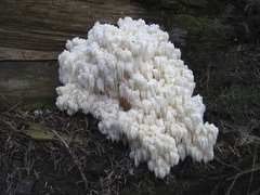 Hericium abietis