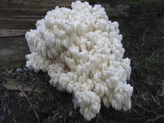 Hericium abietis